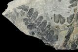 Pennsylvanian Fossil Fern (Neuropteris) Plate - Kentucky #176762-1